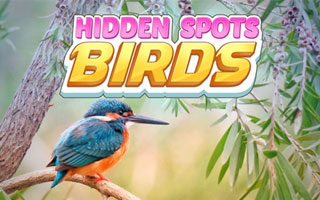 隠しスポット：鳥